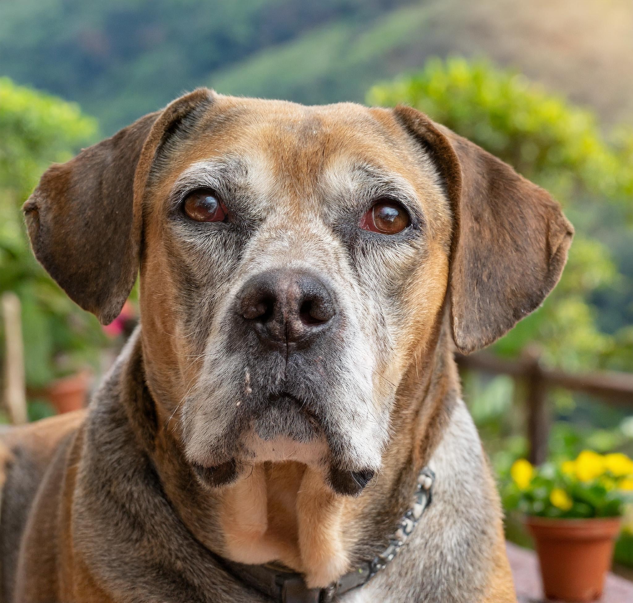 Call Salts for Pets Part Four: Cell salts for senior pets