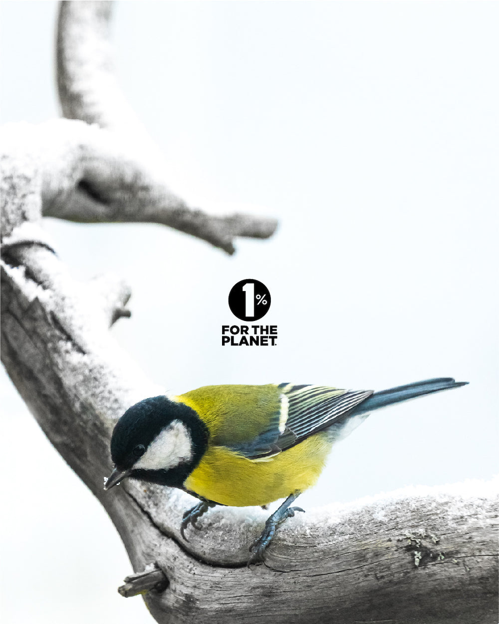 *SALE NO OUTER BOX, BOTTLE ONLY* Single cell salts