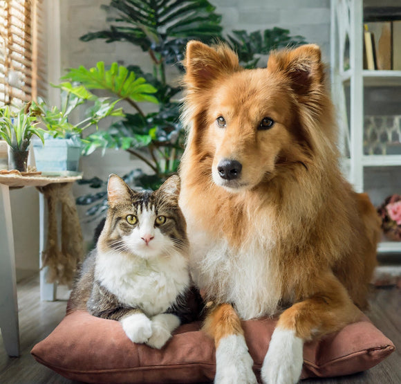 Cell Salts for Pets Part One: The basics of how and when to give cell salts to your cat or dog